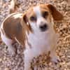 Bethany 3 -liebt Menschen u. Hunde-