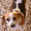 Bethany 3 -liebt Menschen u. Hunde-