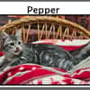 PEPPER