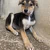 Daphne, geb. ca. 07/2025, 87763 Lautrach