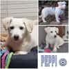 PEPPI -rundum tolles Hundekind-