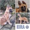EIRA -rundum tolles Hundekind-