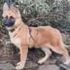 EIRA -rundum tolles Hundekind-