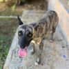 Donna, femelle, croisée berger, née le 10/09/2023