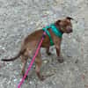 Brooklyn, femelle, Berger X Staffordshire Terrier (Décatégorisée par diagnose), née le 20/04/2022