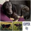 COPER -lieber, gutmütiger Rüde-