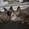 Sphynx-Kater verschmust suchen Happyend