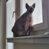 Sphynx-Kater verschmust suchen Happyend