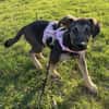 Luna - tolles Hundekind - in Frankfurt