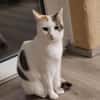 Liebe Fleki (FIV) sucht ein Zuhause