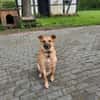 Carlos- besonderer Hund sucht Menschen