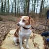 Bethany 3 -liebt Menschen u. Hunde-