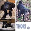 THORI -Rundum tolles Hundekind-