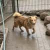 Simba - charmanter Bube sucht Zuhause