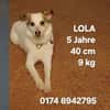 Lola sucht ihr Kuschelkörbchen