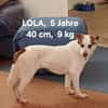 Lola sucht ihr Kuschelkörbchen