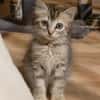 CHARLOTTE, chaton femelle européen