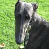 Zarte Galga sucht liebevolles Zuhause