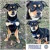 FREGGLE -Rundum tolles Hundekind-