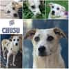 CHUSU * sanfter, freundlicher Hundejunge
