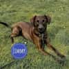 Jimmy braucht ein neues Zuhause