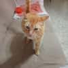 Felicia (FIV) Dreibeinchen sucht Zuhause