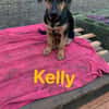 Kelly. Eine Dame sucht Verehrer