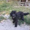 AMOR Labradoodle, idealer 2. Hund