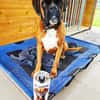 Charly - taffe Boxerleute gesucht