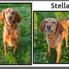 STELLA