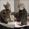 ARSENE  A RESERVER