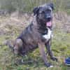 Abenteuerlustiger Duke sucht Reisebuddy
