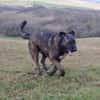 Abenteuerlustiger Duke sucht Reisebuddy