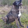 Abenteuerlustiger Duke sucht Reisebuddy