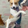 Bibi, 1 Jahr alt, Jack Russel mix