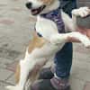 Bibi, 1 Jahr alt, Jack Russel mix