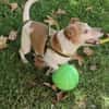 Jack Russel Romil sucht ein Zuhause