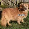 GOMBI
