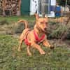 Troy - Podenco Maneto sucht