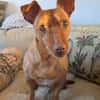 Troy - Podenco Maneto sucht