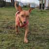 Troy - Podenco Maneto sucht