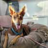 Nelly - Podenco Orito Hündin sucht