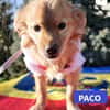 Paco