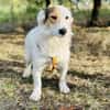 JackRussell-Dackel-Mix ZURi 😍 in Zittau