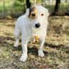 JackRussell-Dackel-Mix ZURi 😍 in Zittau
