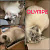 OLYMPE  -  SOS