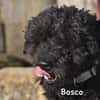 BOSCO