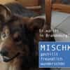 MISCHKA - ein Bild von einem Hund
