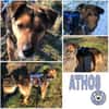 ATHOS -Liebevoll & verschmust-