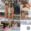 FIDELLA -rundum tolles Hundekind-